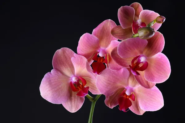 Bela flor de orquídea florescente isolada em preto — Fotografia de Stock