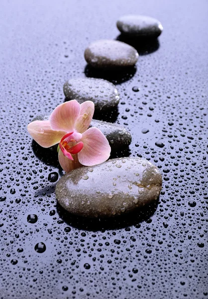 Composición con hermosa orquídea floreciente con gotas de agua y piedras de spa, sobre fondo claro —  Fotos de Stock