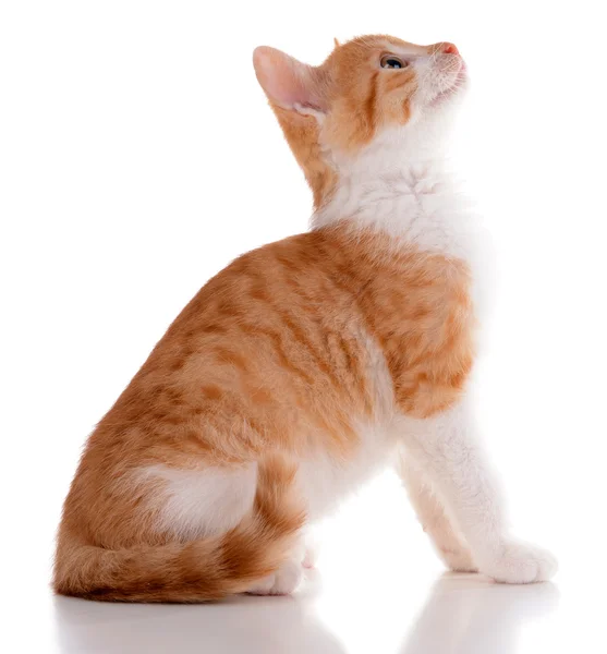 Küçük kedi üzerinde beyaz izole — Stok fotoğraf