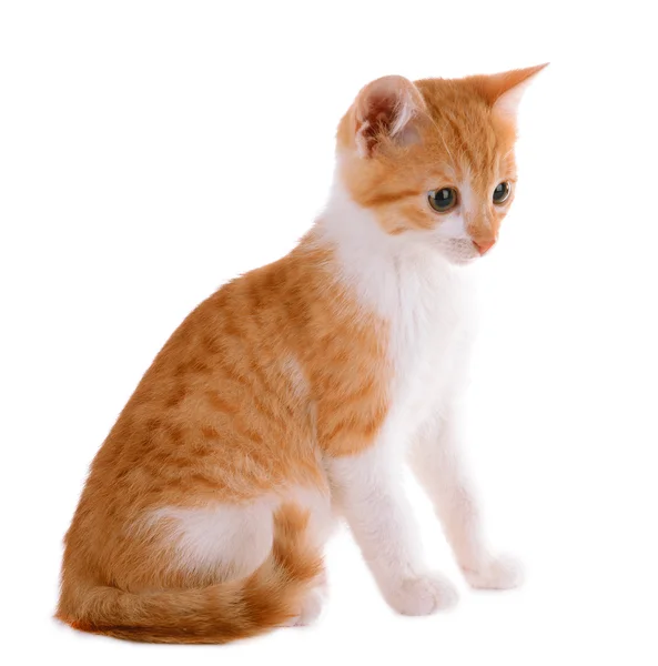 Pequeno gatinho isolado em branco — Fotografia de Stock