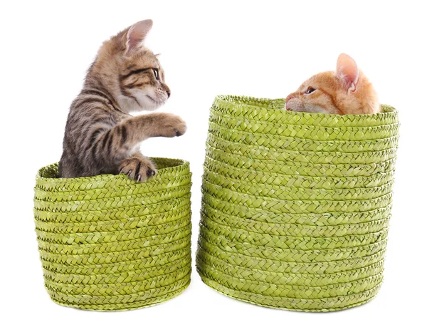 Pequeños gatitos en cestas de mimbre aislados en blanco — Foto de Stock