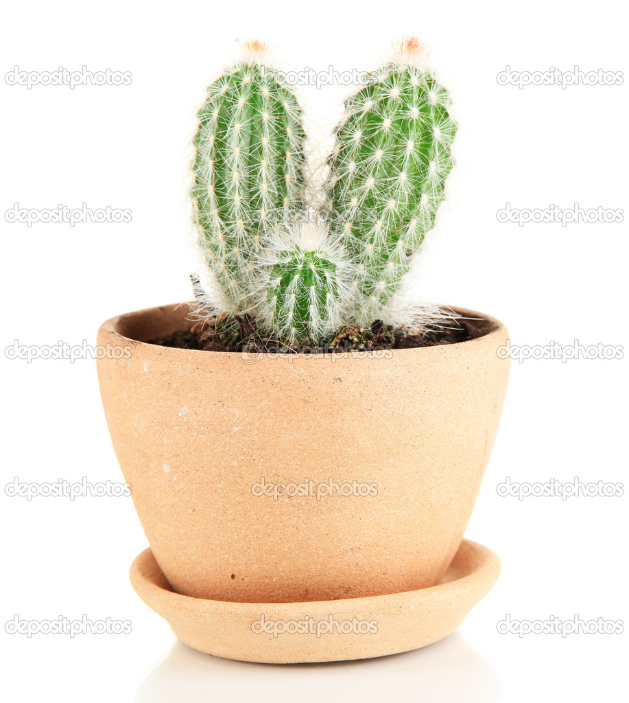 Beautiful cactus in flowerpot, isolated on white