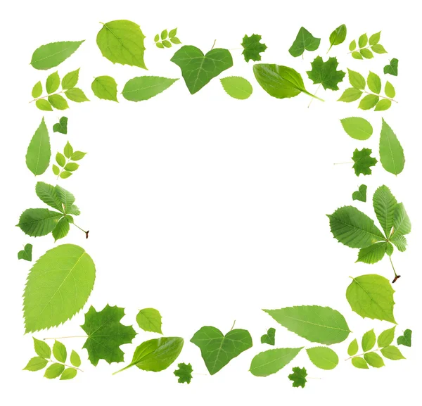 Ram av gröna blad isolerad på vit — Stockfoto