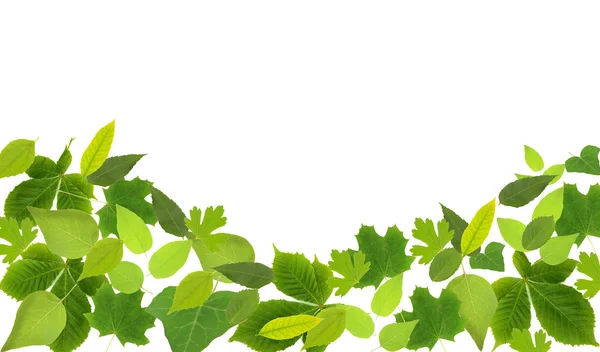 Сбор зеленых листьев, выделенных на белом — стоковое фото