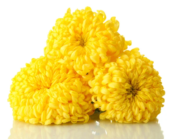 Helder gele chrysanten, geïsoleerd op wit — Stockfoto
