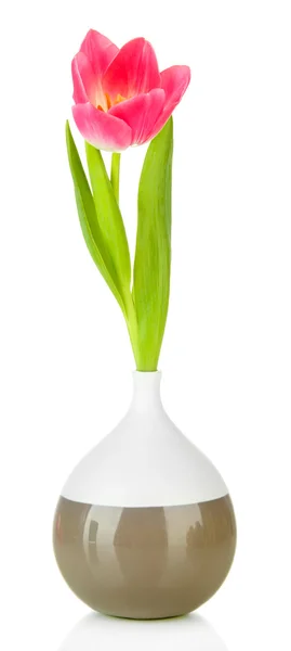 Tulipa rosa em vaso brilhante, isolado em branco — Fotografia de Stock