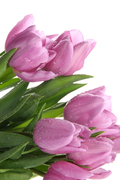 Beautiful bouquet of purple tulips, isolated on white — Stock Photo, Image