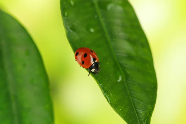 Belle coccinelle sur plante verte — Photo