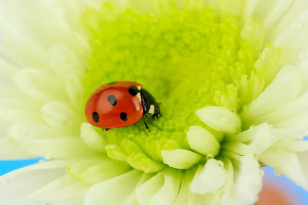 Vackra nyckelpiga på blomma, närbild — Stockfoto