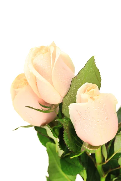 Lindas rosas, isoladas em branco — Fotografia de Stock