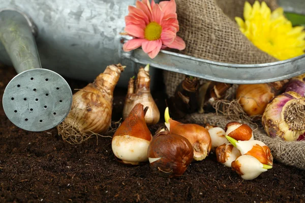 Composition with watering can, sackcloth and flower bulbs on humus, on dark background — Stock Photo, Image