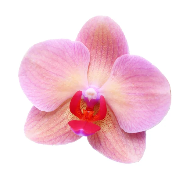 Bela flor de orquídea florescente isolada no branco — Fotografia de Stock