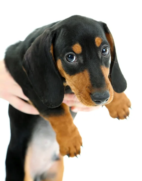 Bonito cachorrinho dachshund, isolado em branco — Fotografia de Stock