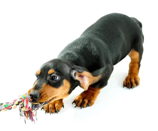 Cute dachshund puppy, isolated on white — Stock Photo, Image