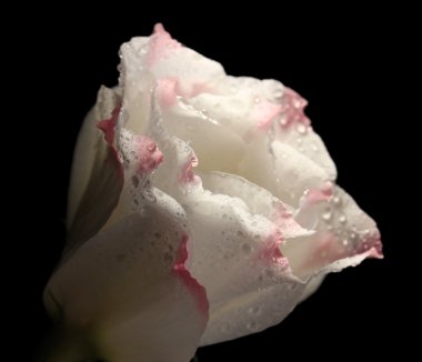 eustoma çiçek, siyah üzerine izole