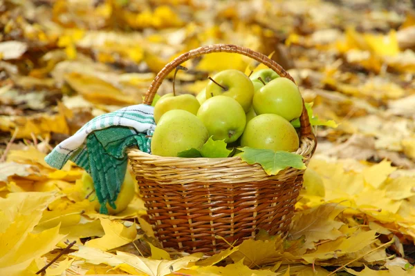 Cesta de maçãs maduras frescas no jardim em folhas de outono — Fotografia de Stock