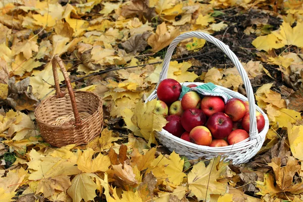 Cesto di mele mature fresche in giardino su foglie di autunno — Foto Stock