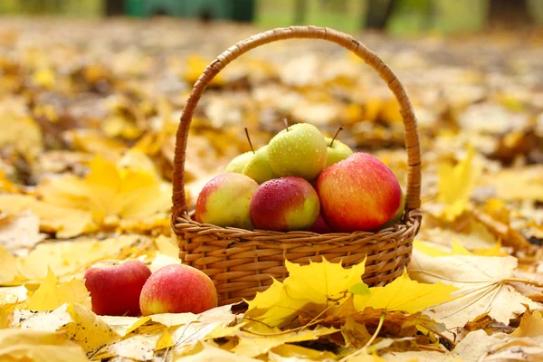 Cesta de manzanas frescas maduras en el jardín en hojas de otoño — Foto de Stock