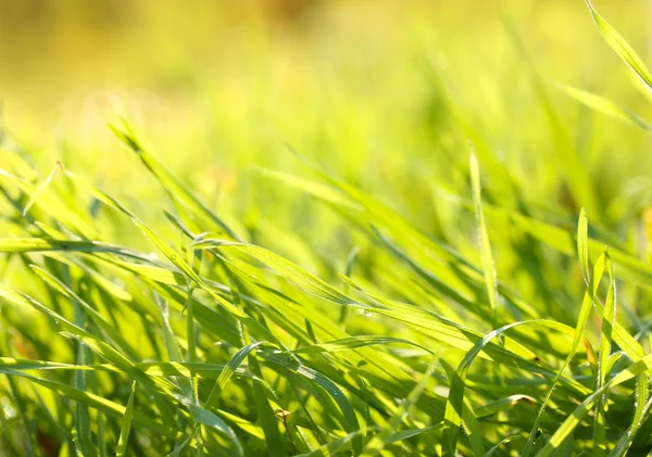 Hermosa hierba verde con rocío, de cerca — Foto de Stock