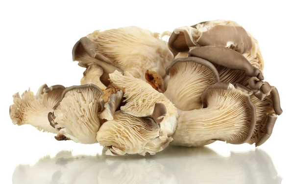 Verse champignons geïsoleerd op wit — Stockfoto