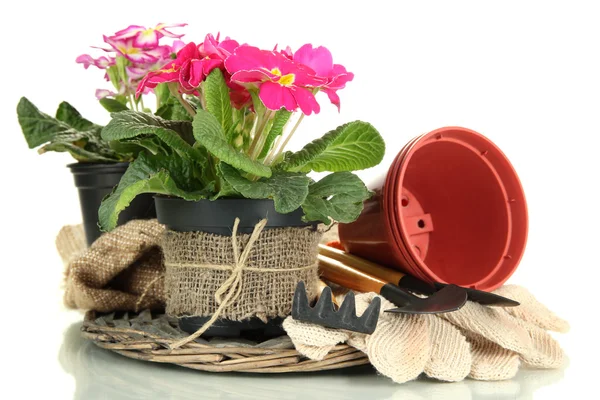 Belas primulas cor-de-rosa em vasos e ferramentas de jardinagem, isoladas em branco — Fotografia de Stock