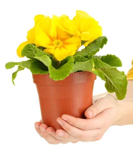 Beautiful yellow primula in flowerpot in hands, isolated on white — Stock Photo, Image