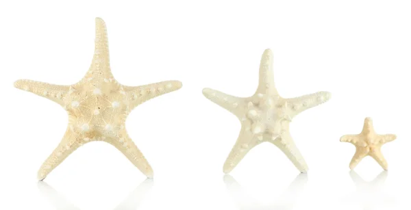 孤立白色上的白色 starfishes — 图库照片