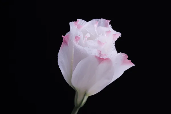 Eustoma bloem, geïsoleerd op zwart — Stockfoto