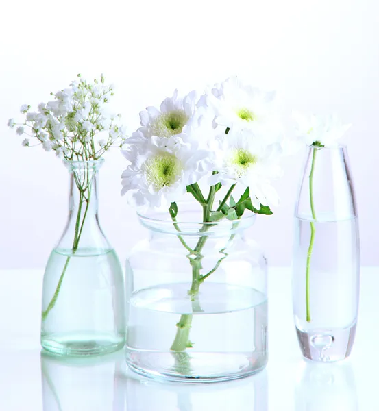 Beyaz izole çeşitli Cam kaplarda bitkiler — Stok fotoğraf