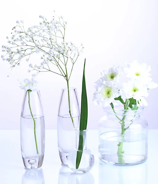 Plantes dans divers récipients en verre isolés sur blanc — Photo