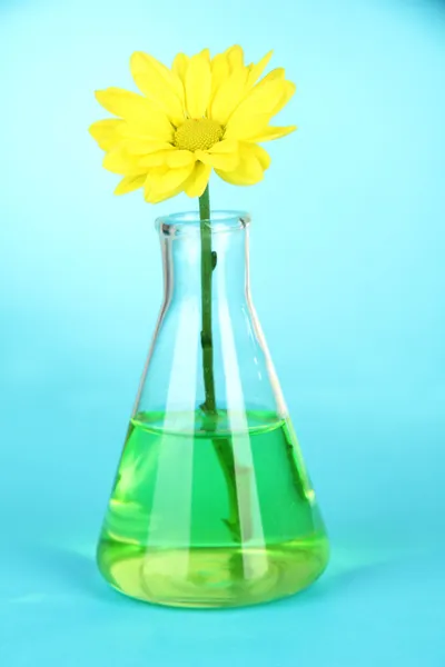 Blume im Reagenzglas auf hellblauem Hintergrund — Stockfoto