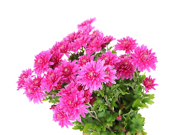 Bouquet of pink autumn chrysanthemum isolated on white — Stock Photo, Image