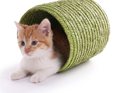 küçük kedi üzerinde beyaz izole hasır sepet