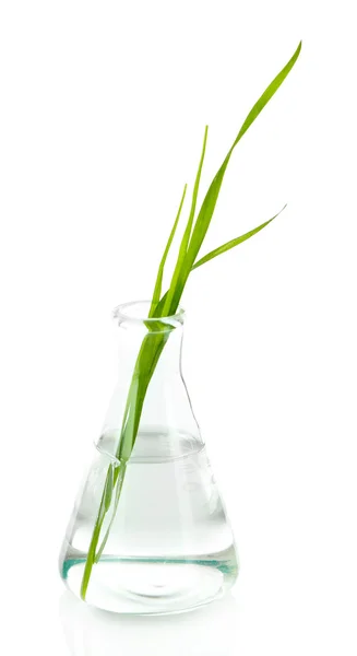 Plant in test tube, isolated on white — Stock Photo, Image