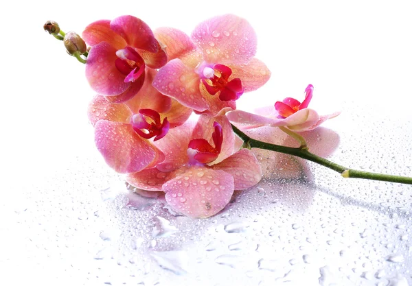 Roze mooie orchideeën met druppels — Stockfoto