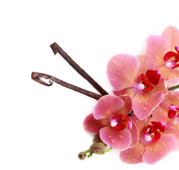 Orquídea florescente bonita e varas de baunilha isoladas no branco — Fotografia de Stock