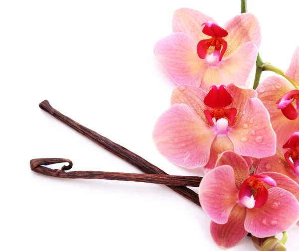 Hermosa orquídea floreciente y varillas de vainilla aisladas en blanco —  Fotos de Stock