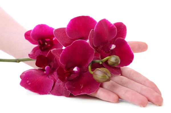Hand with beautiful blooming orchid isolated on white — Stock Photo, Image