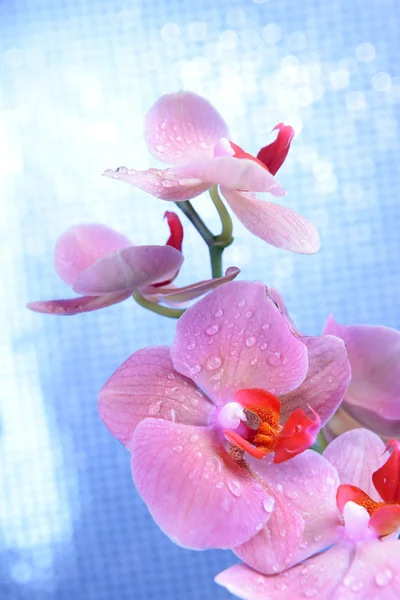 Krásné kvetoucí orchidej na světlé pozadí — Stock fotografie