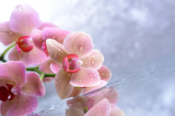 Beautiful blooming orchid with water drops on light color background — Stock Photo, Image