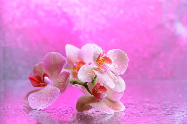 Szép virágzó orchidea a víz csepp a világos színű háttér — Stock Fotó