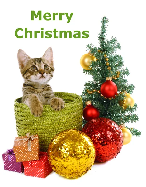 白で隔離されるクリスマスの装飾と小さな子猫 — ストック写真