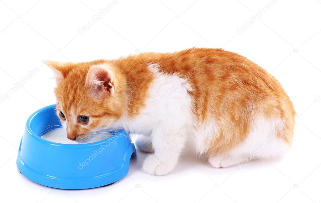 Küçük kedi üzerinde beyaz izole süt içiyor Stok fotoğrafçılık