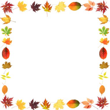 Güzel renkli sonbahar yapraklarının çerçevesi beyaza izole edilmiş.