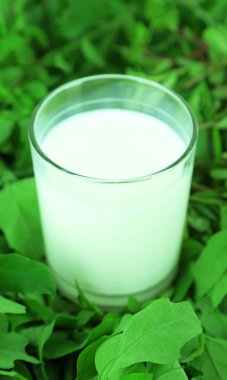 çimenlerin üzerinde süt