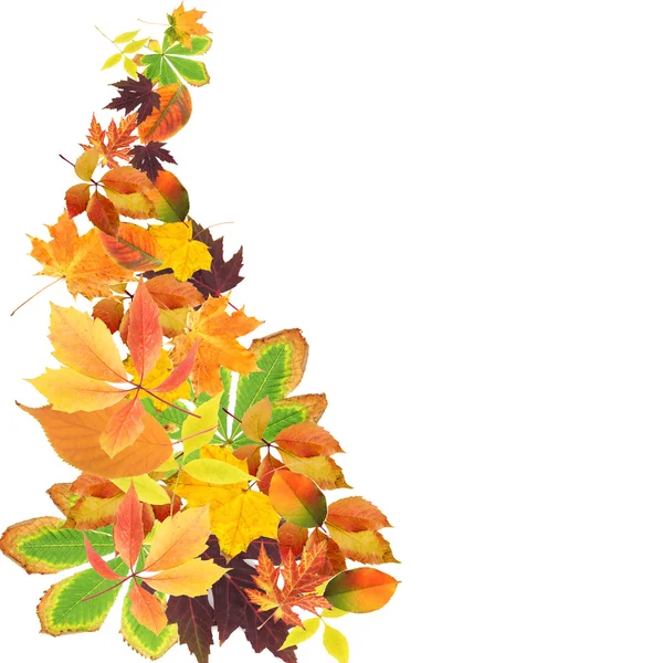 Krásné barevné podzimní listí izolovaných na bílém — Stock fotografie