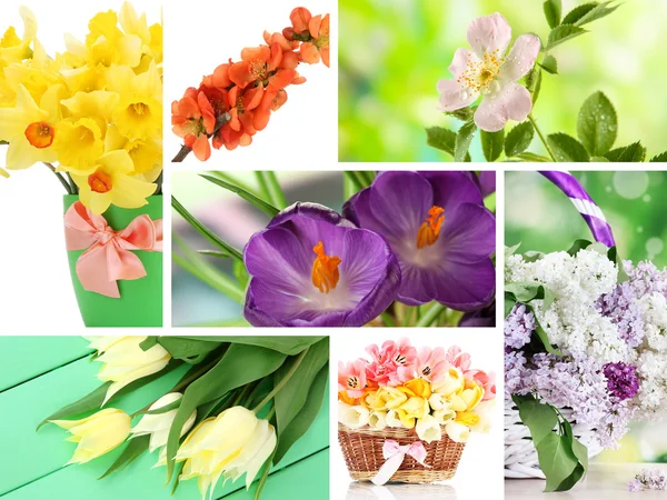 봄 꽃 콜라주 — 스톡 사진