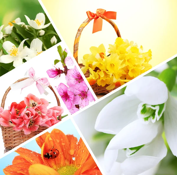 Collage fiori primaverili — Foto Stock
