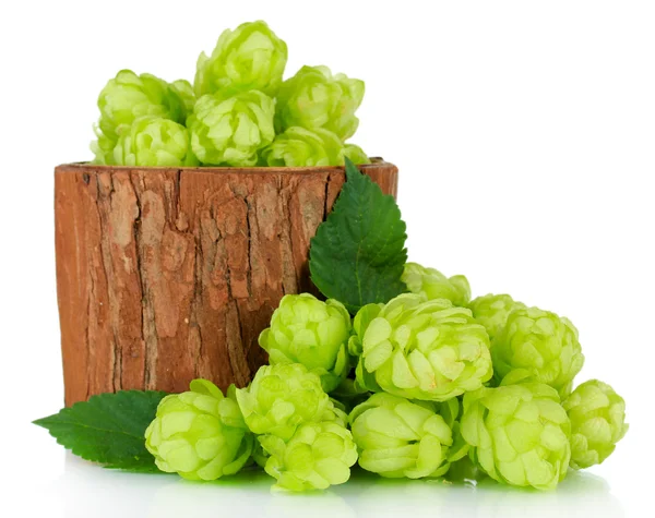 Fresh green hops in wooden vase, isolated on white — Stock Photo, Image