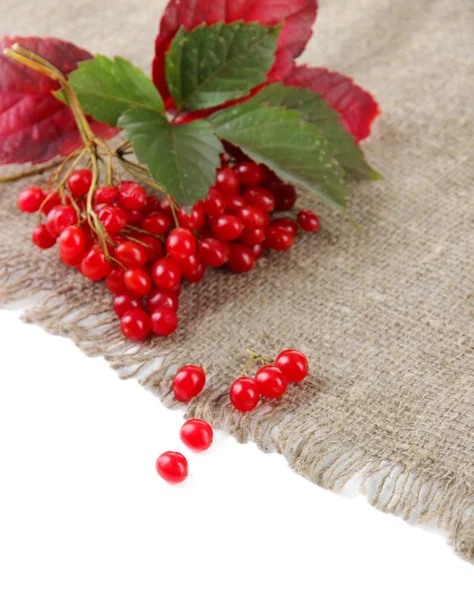 Red berries of viburnum on sackcloth napkin, isolated on white — Stock Photo, Image